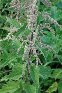 Stinging nettles. Easy to get rid of - if you do it right